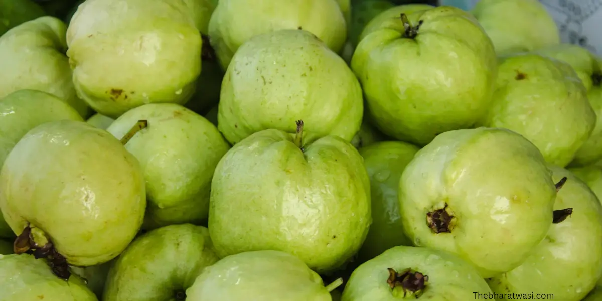 Amrud Khane ke fayde | Benefits of Guava eating , अमरूद की फोटो